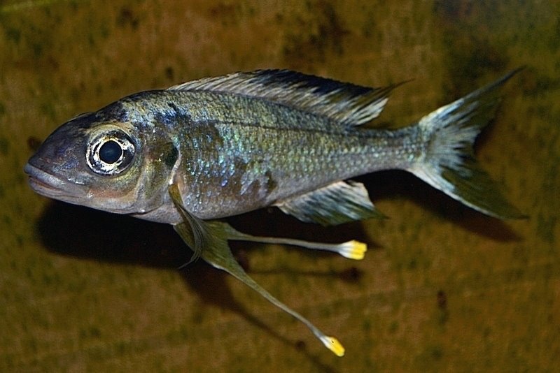 Ophthalmotilapia sp. 'whitecap' Zongwe